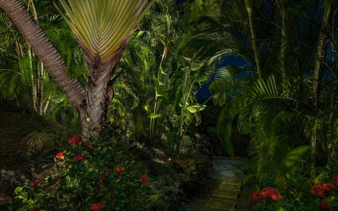 Fogardy.Fan.Palm