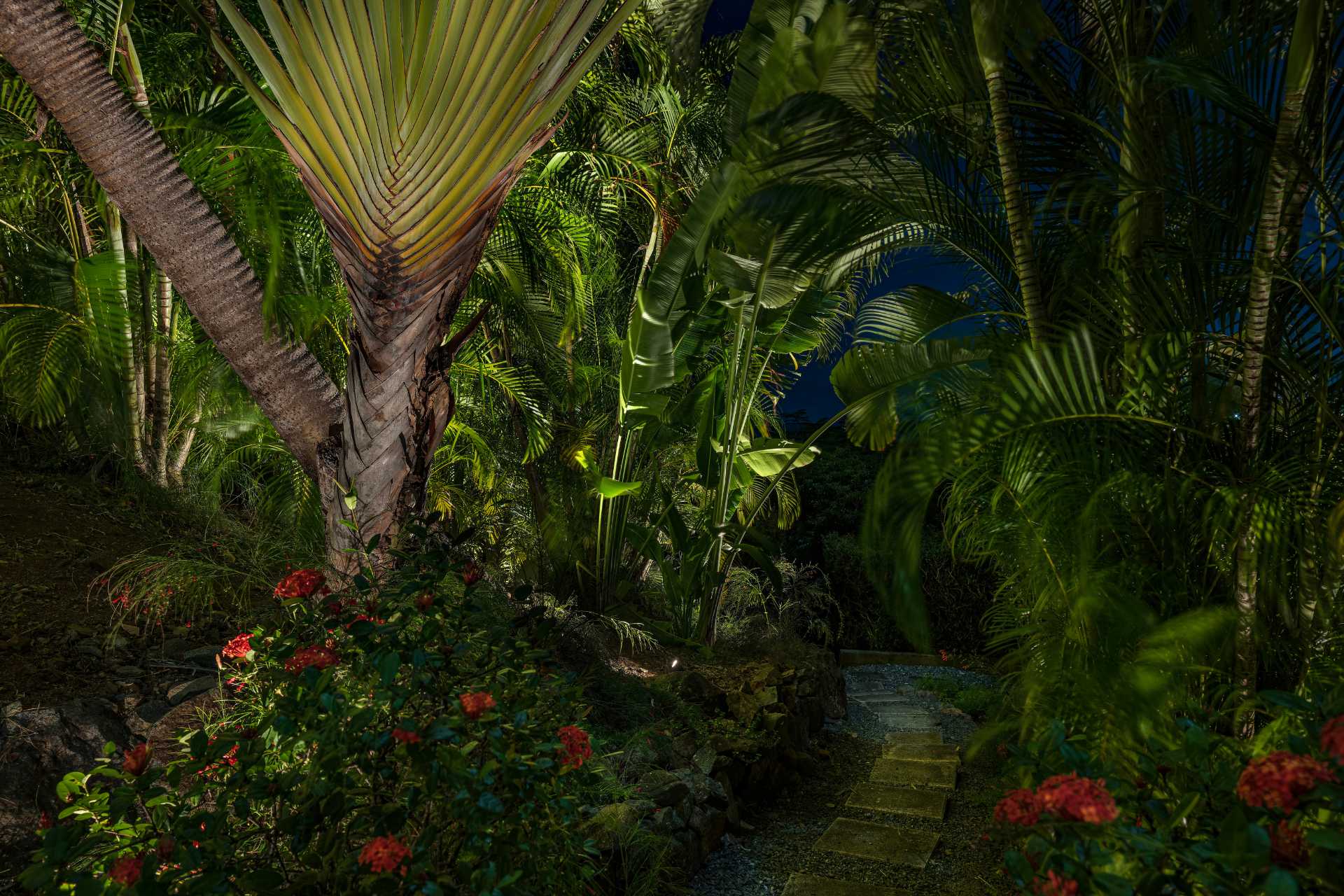 Fogardy.Fan.Palm
