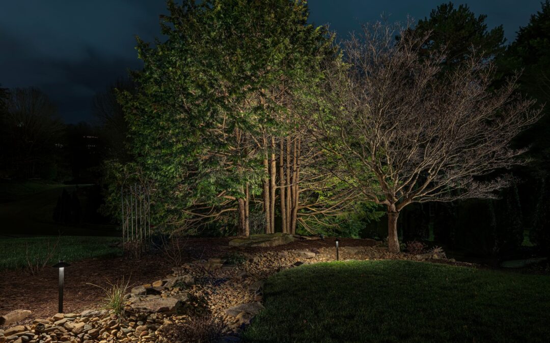 Moody_Side_Yard_Trees