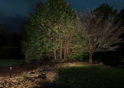 Moody_Side_Yard_Trees